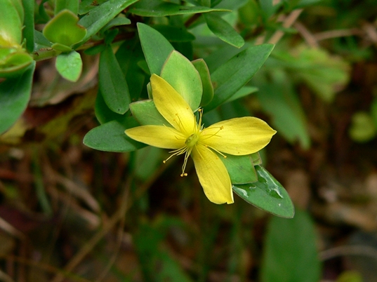{Hypericum hypericoides}